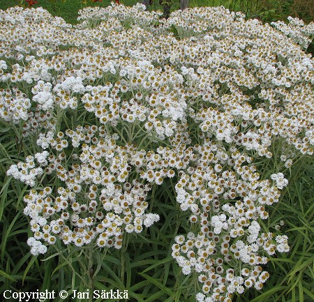  Anaphalis margaritacea, helminukkajkkr